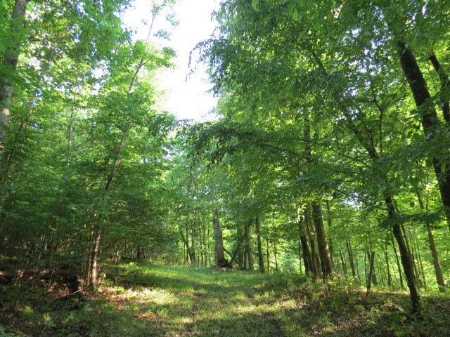 0 Young Hollow Road Pulaski, TN 38478 - Photo 16 of 46 a backyard of a house with lots of plants and large trees