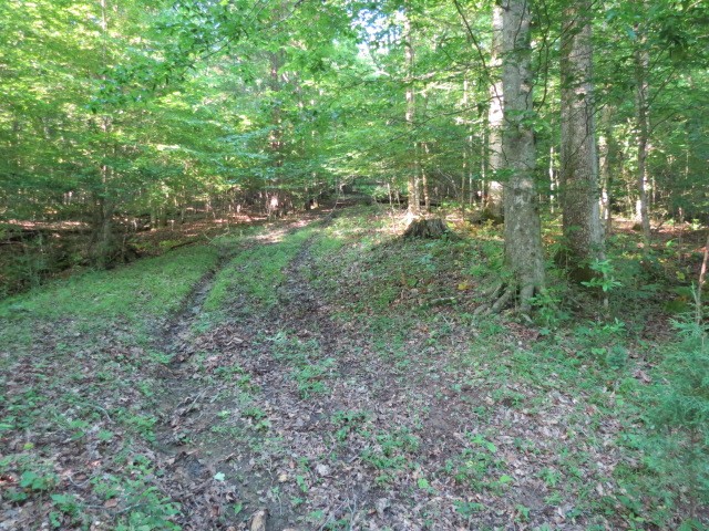 0 Young Hollow Road Pulaski, TN 38478 - Photo 17 of 46 a view of a forest with trees in the background