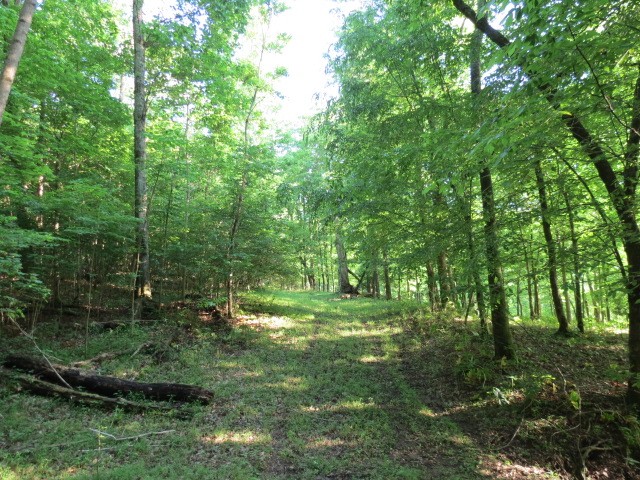 0 Young Hollow Road Pulaski, TN 38478 - Photo 18 of 46 a big yard with lots of green space and deers