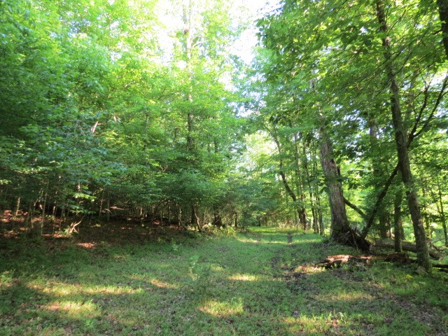 0 Young Hollow Road Pulaski, TN 38478 - Photo 19 of 46 a view of outdoor space and yard