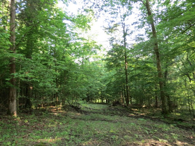 0 Young Hollow Road Pulaski, TN 38478 - Photo 20 of 46 a big yard with lots of green space and trees