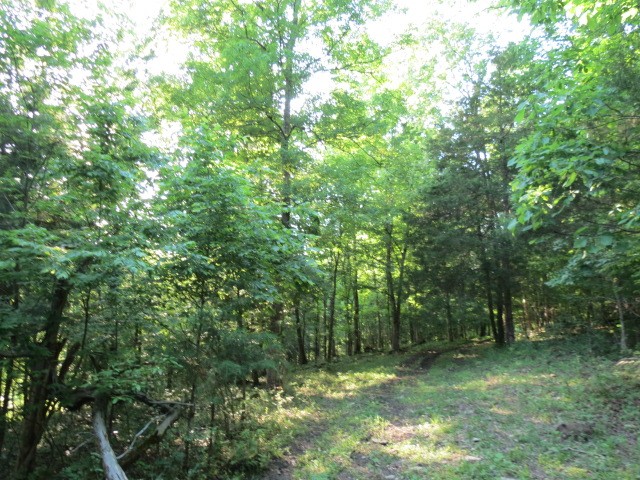 0 Young Hollow Road Pulaski, TN 38478 - Photo 21 of 46 a view of outdoor space and trees