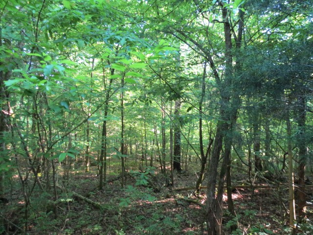 0 Young Hollow Road Pulaski, TN 38478 - Photo 22 of 46