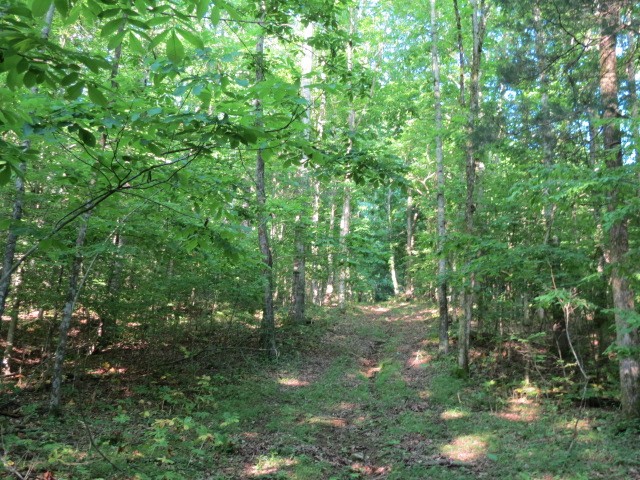0 Young Hollow Road Pulaski, TN 38478 - Photo 23 of 46 a view of outdoor space and trees