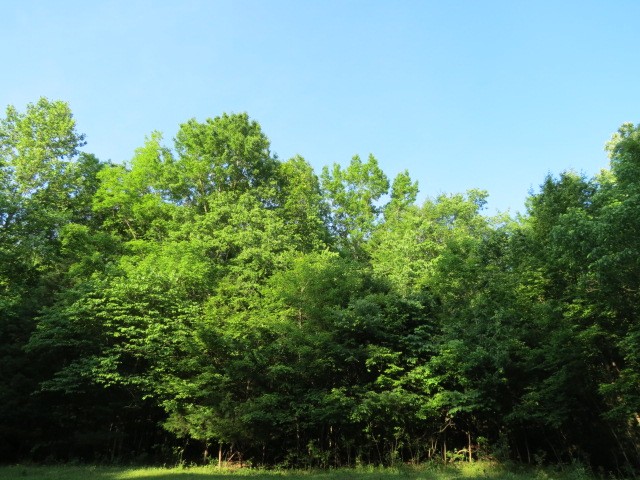 0 Young Hollow Road Pulaski, TN 38478 - Photo 24 of 46 a view of a garden