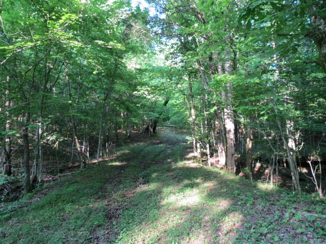0 Young Hollow Road Pulaski, TN 38478 - Photo 25 of 46 a view of outdoor space and yard