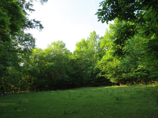 0 Young Hollow Road Pulaski, TN 38478 - Photo 26 of 46 a view of a grassy field with trees