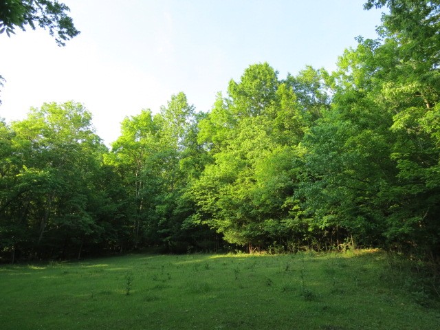 0 Young Hollow Road Pulaski, TN 38478 - Photo 27 of 46 a view of a grassy field with trees