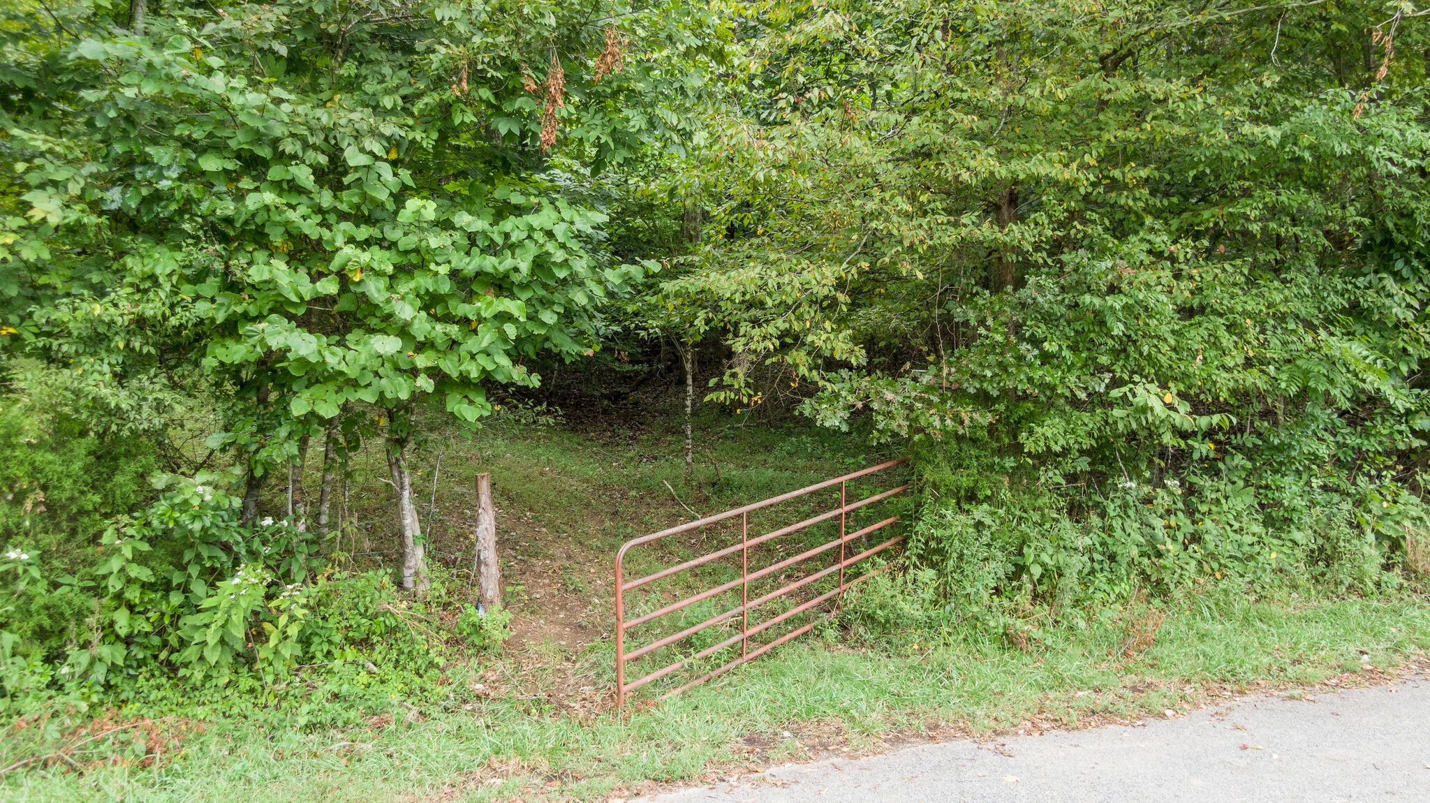 0 Young Hollow Road Pulaski, TN 38478 - Photo 30 of 46 a view of a yard