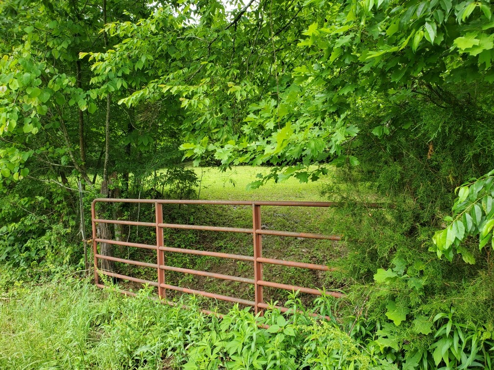 0 Young Hollow Road Pulaski, TN 38478 - Photo 3 of 46 a view of a yard