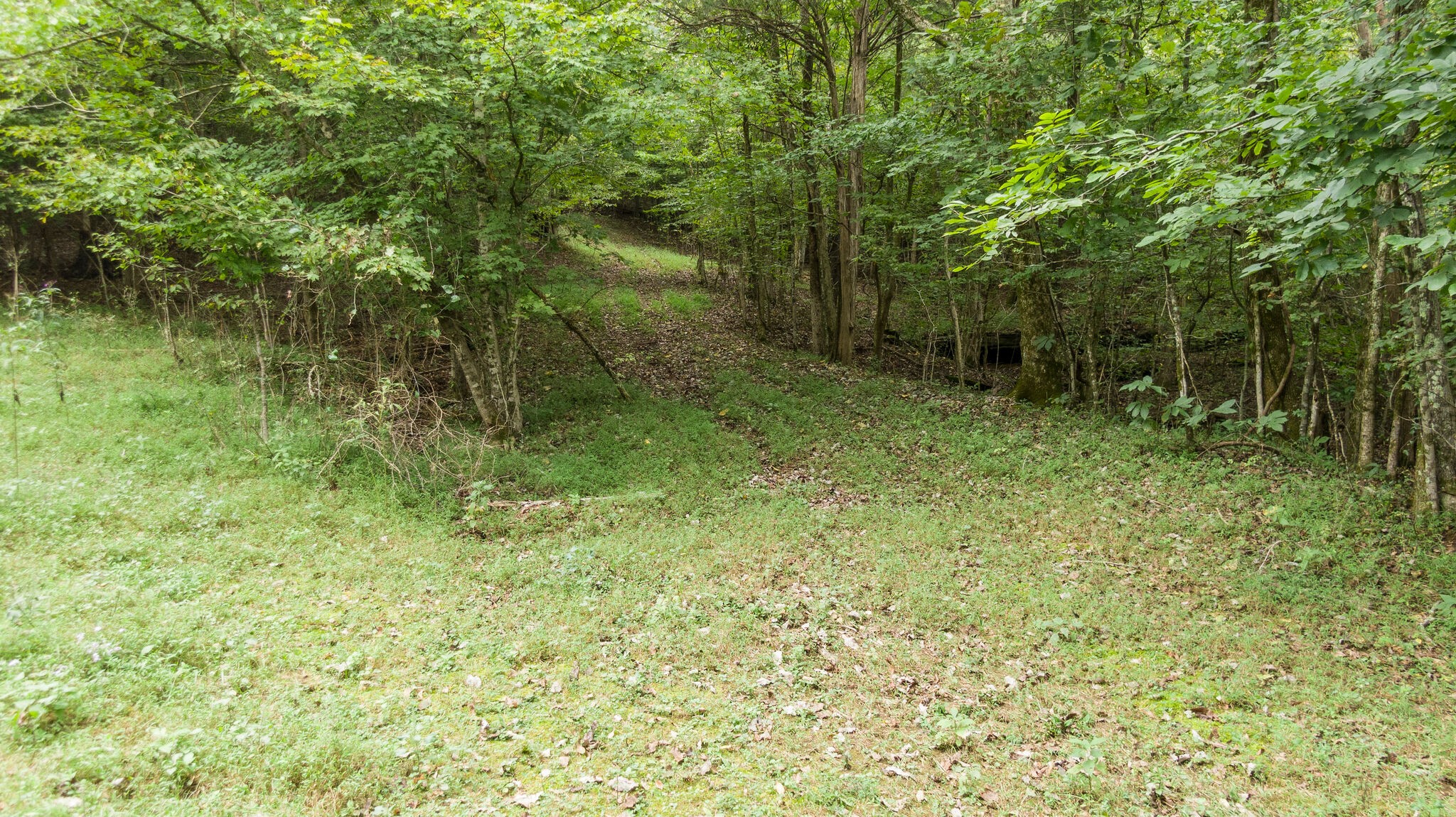 0 Young Hollow Road Pulaski, TN 38478 - Photo 32 of 46 a view of outdoor space and green space