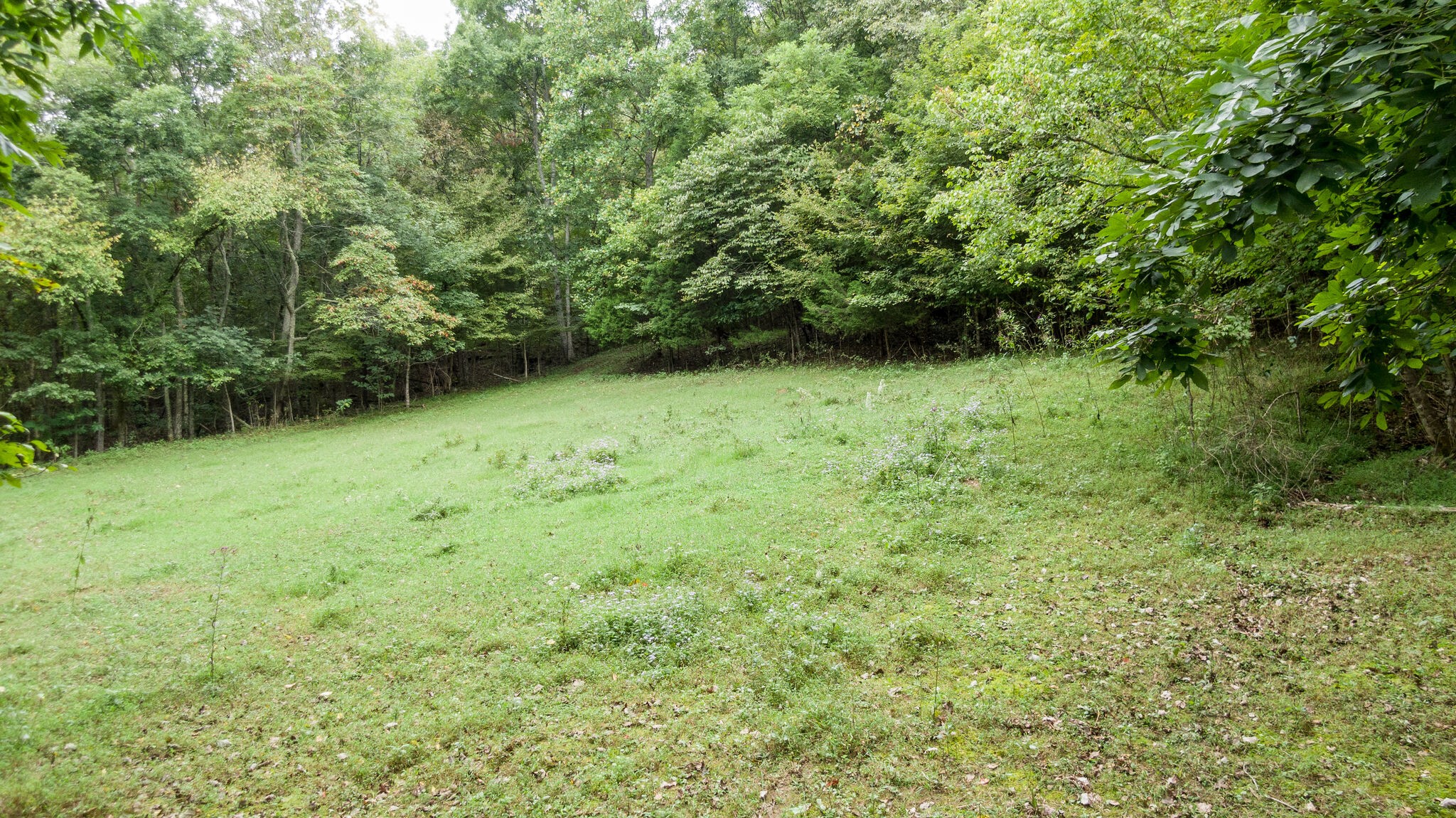 0 Young Hollow Road Pulaski, TN 38478 - Photo 33 of 46 a view of a yard with a trees