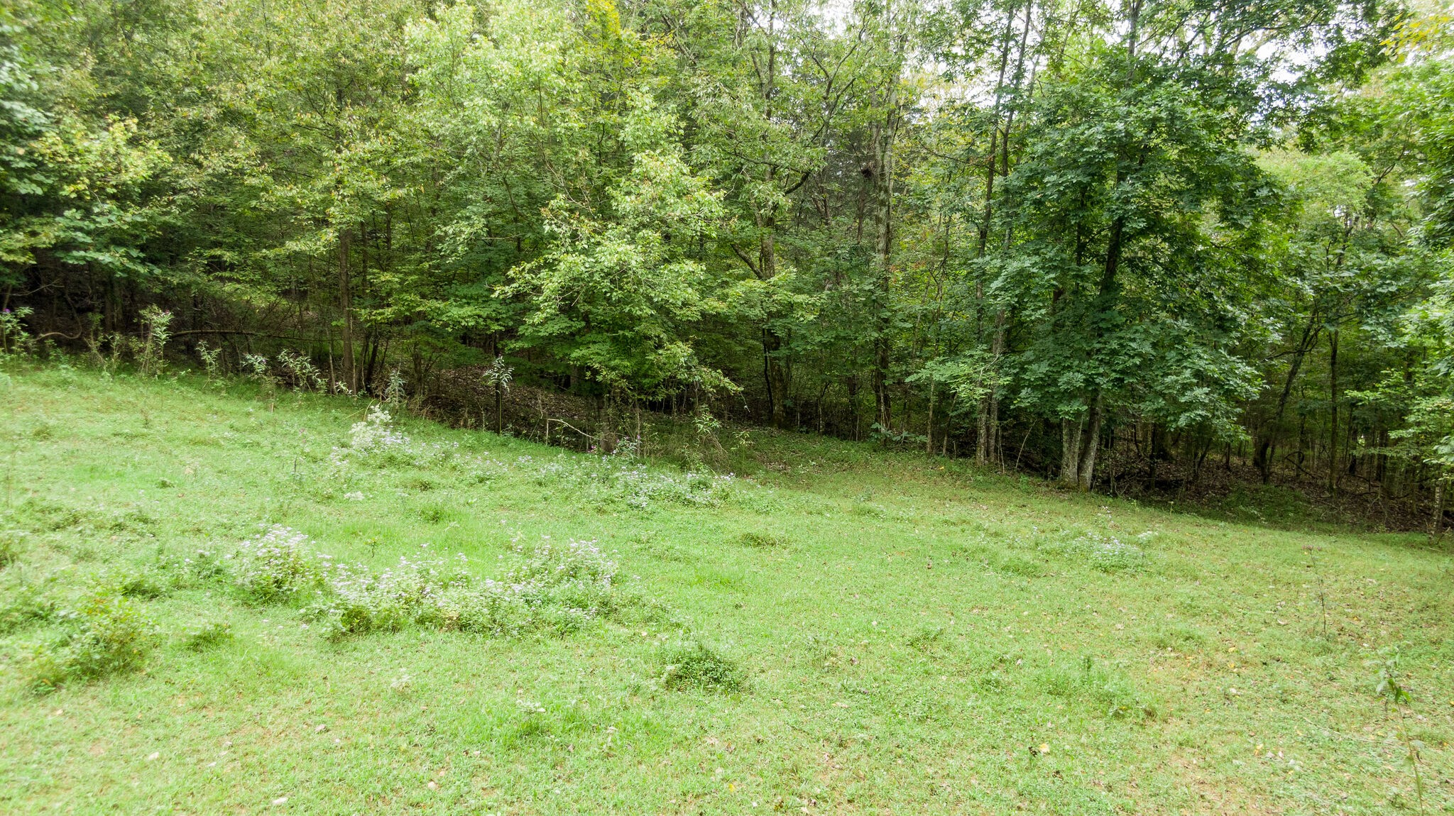 0 Young Hollow Road Pulaski, TN 38478 - Photo 34 of 46 a backyard of a house with lots of green space