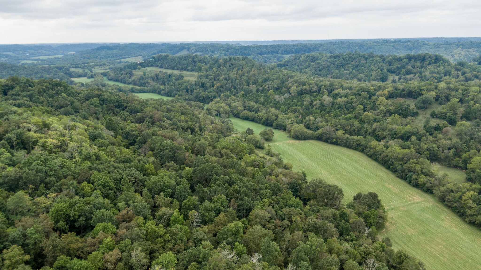 0 Young Hollow Road Pulaski, TN 38478 - Photo 37 of 46 an aerial view of forest