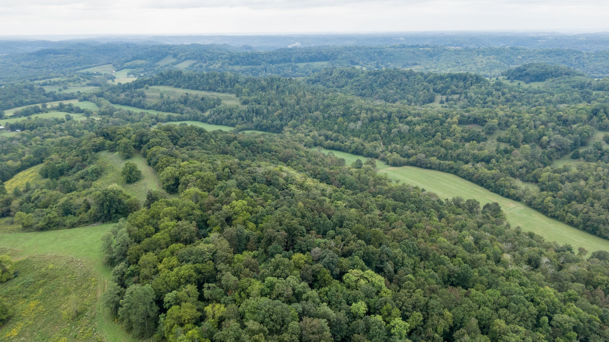 0 Young Hollow Road Pulaski, TN 38478 - Photo 38 of 46 a view of a lush green forest with trees and some houses