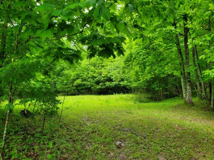 0 Young Hollow Road Pulaski, TN 38478 - Photo 4 of 46 a view of yard with green space