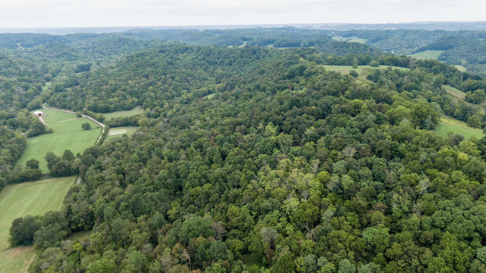 0 Young Hollow Road Pulaski, TN 38478 - Photo 41 of 46 a view of a forest with a street