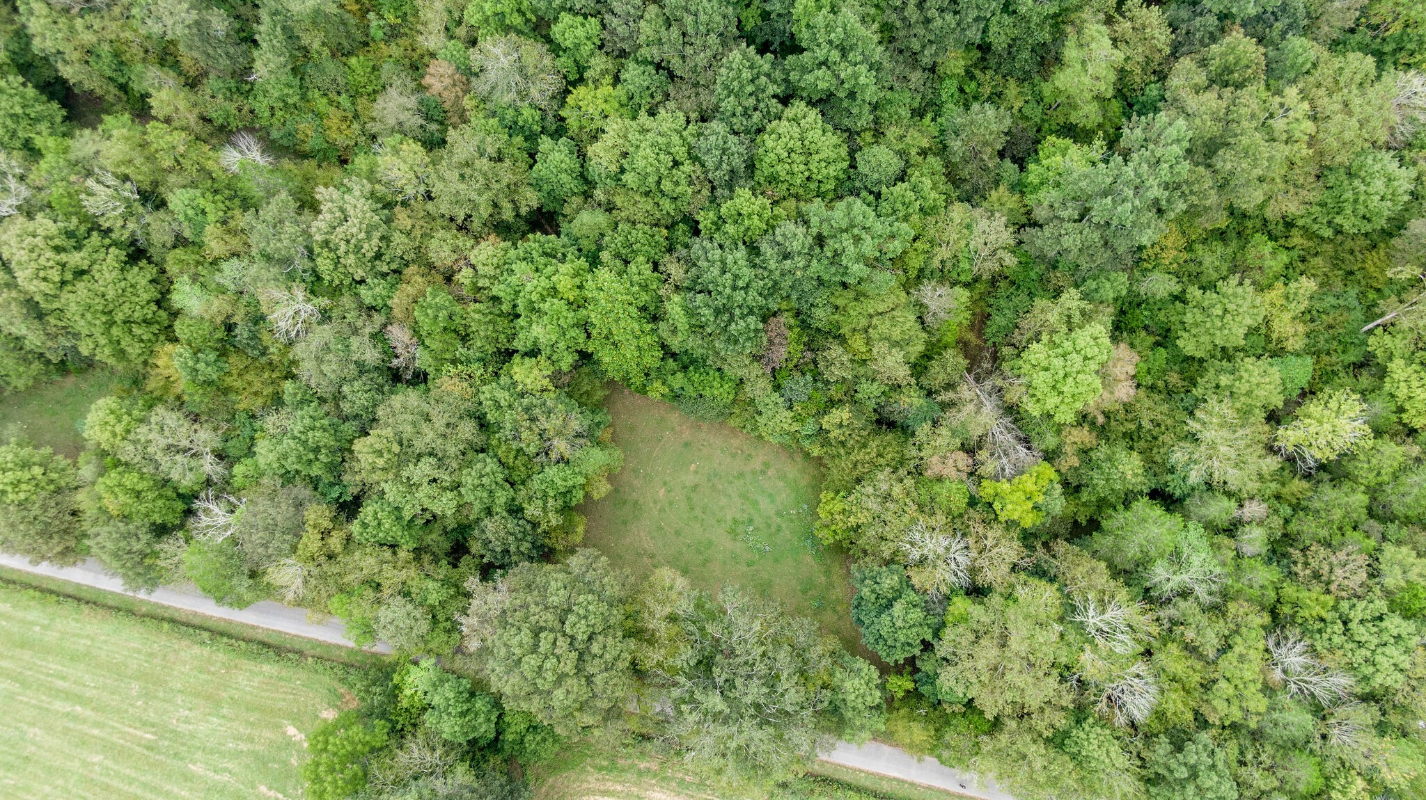 0 Young Hollow Road Pulaski, TN 38478 - Photo 42 of 46 a view of a garden with a plant