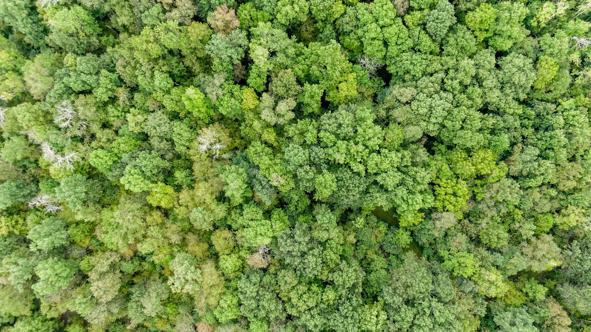 0 Young Hollow Road Pulaski, TN 38478 - Photo 43 of 46 a view of a lush green forest with a tree