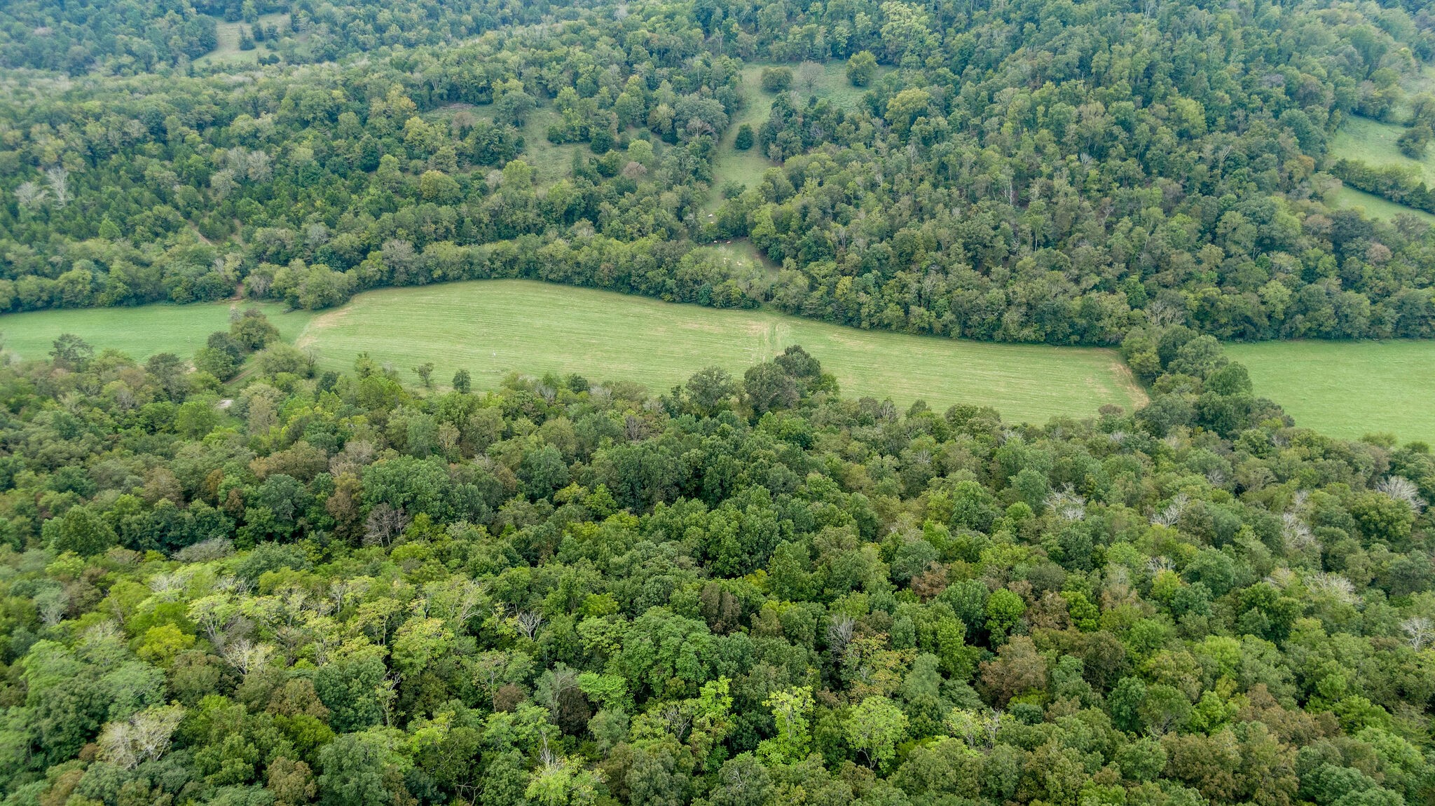 0 Young Hollow Road Pulaski, TN 38478 - Photo 44 of 46 a view of a field with a tree in it