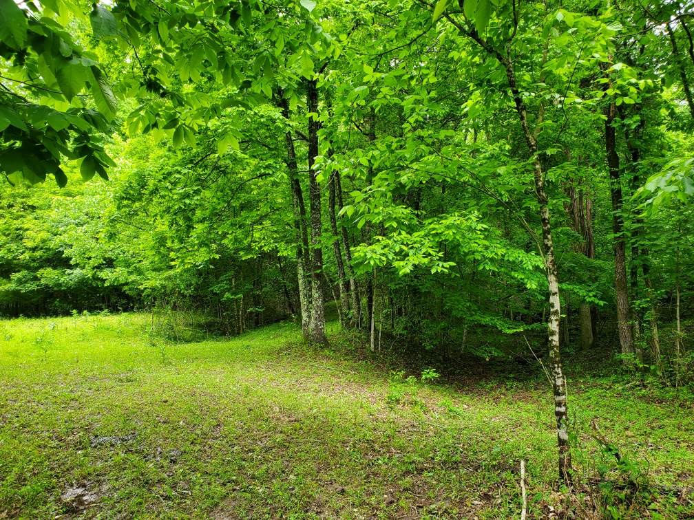 0 Young Hollow Road Pulaski, TN 38478 - Photo 5 of 46 a view of a trees in a yard