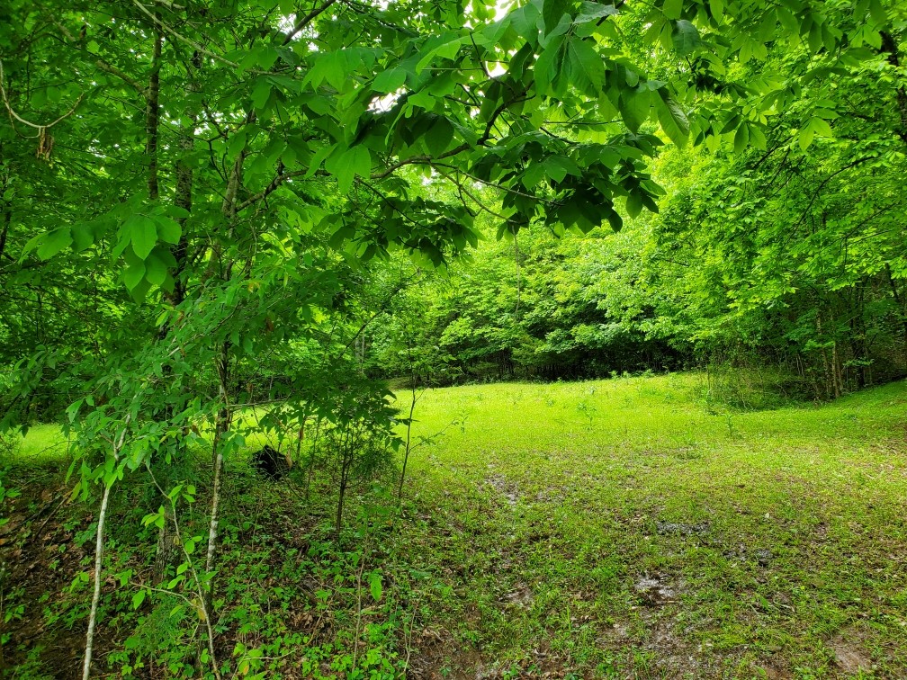 0 Young Hollow Road Pulaski, TN 38478 - Photo 6 of 46 a view of outdoor space and a yard