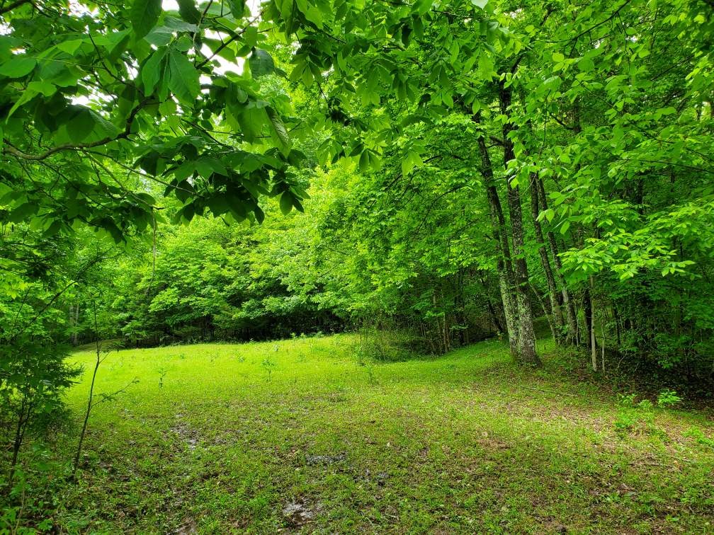 0 Young Hollow Road Pulaski, TN 38478 - Photo 8 of 46 a view of a trees with a yard