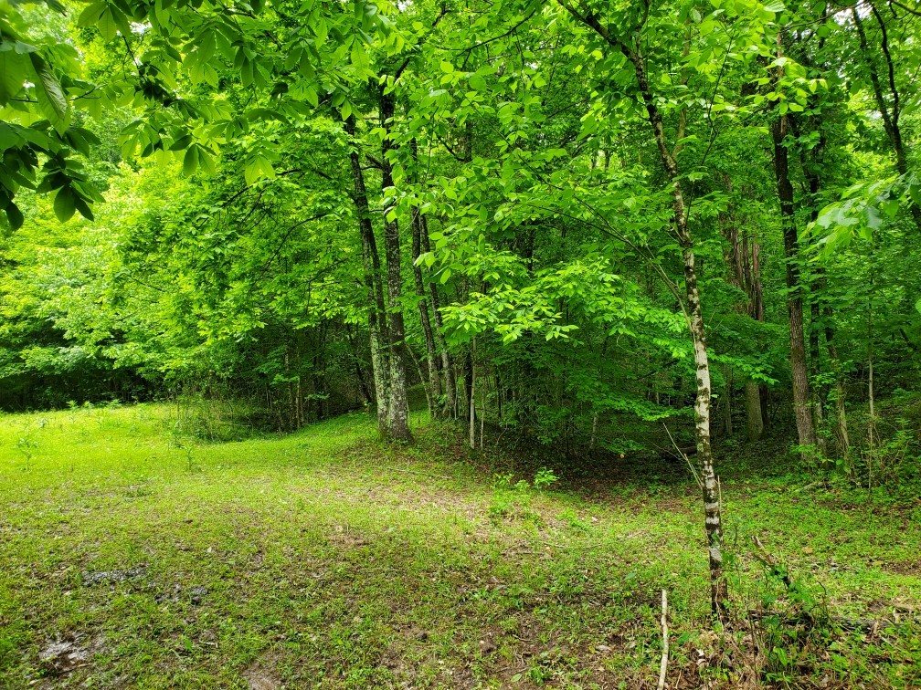 0 Young Hollow Road Pulaski, TN 38478 - Photo 9 of 46 a view of a lush green space