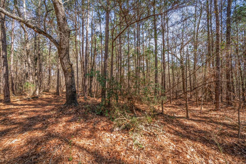 3843 Farm To Market 2199 Marshall, TX 75672 - Photo 40 of 40 a backyard of a house with lots of green space