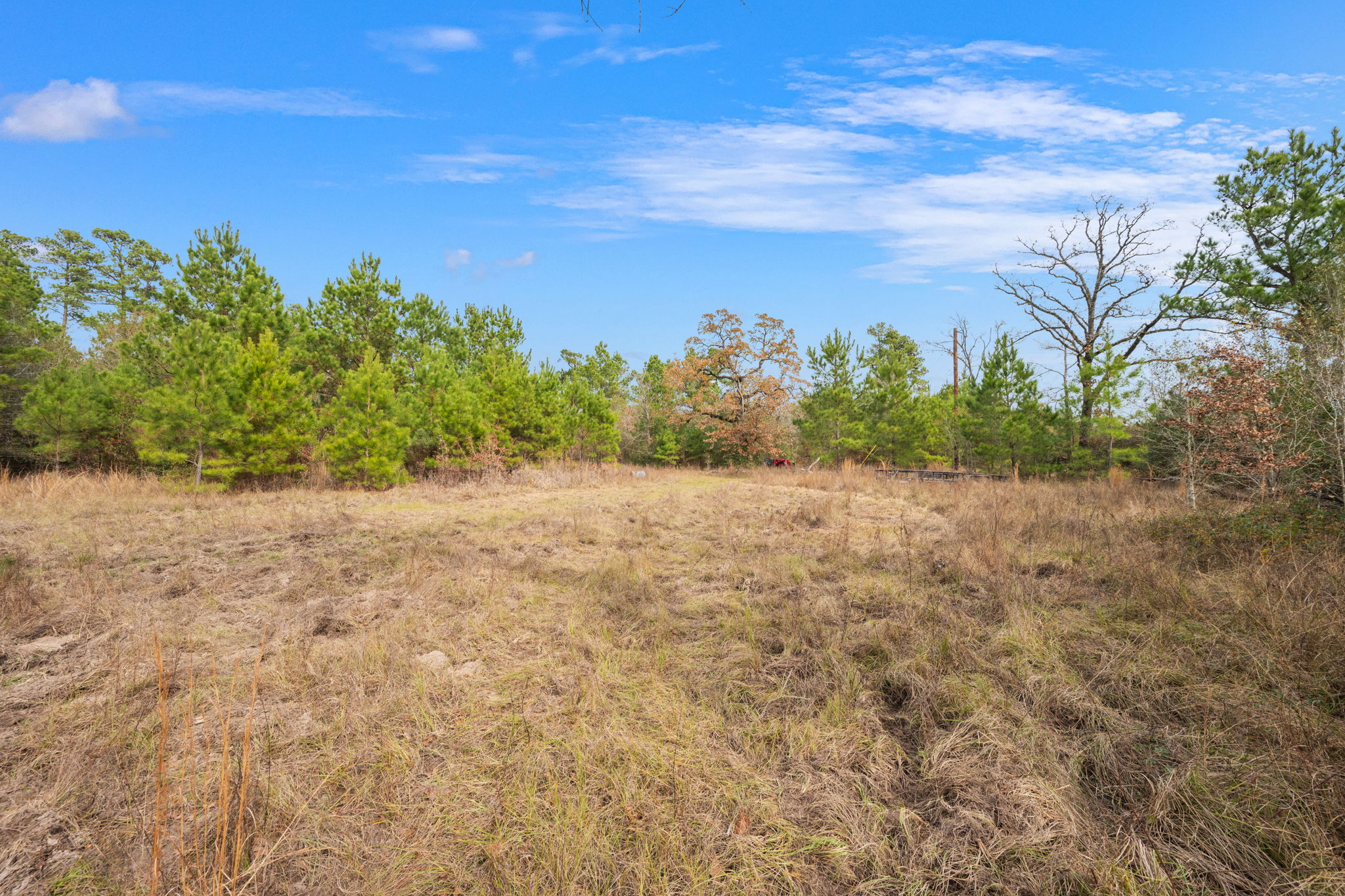 0 Dickey Loop Bedias, TX 77831 - Photo 19 of 40 a view of a yard with a tree