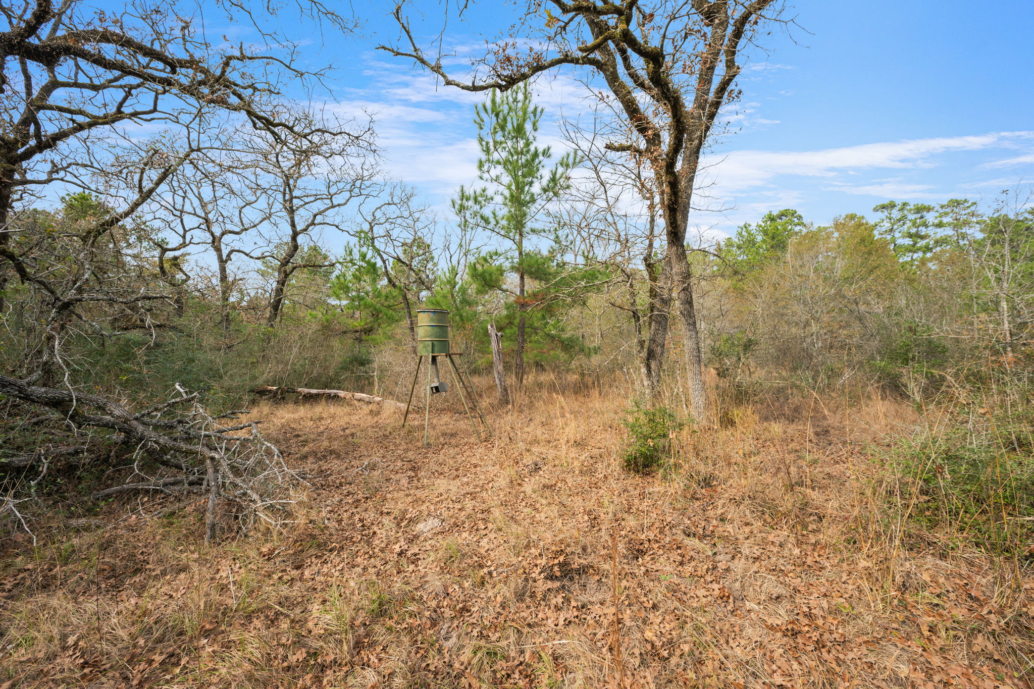 0 Dickey Loop Bedias, TX 77831 - Photo 20 of 40 a view of a yard with a tree