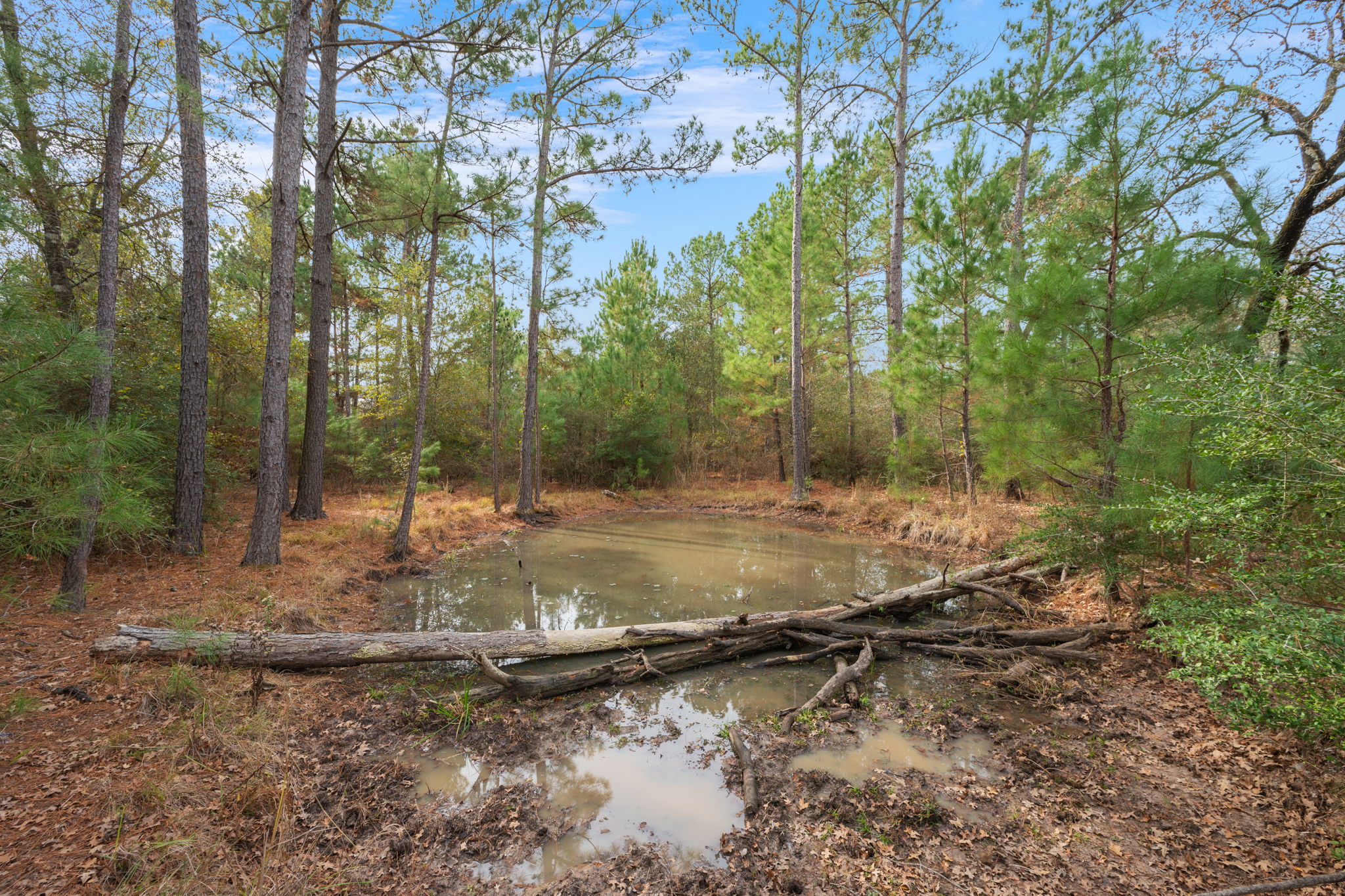 0 Dickey Loop Bedias, TX 77831 - Photo 21 of 40 a view of a tree in the middle of a yard
