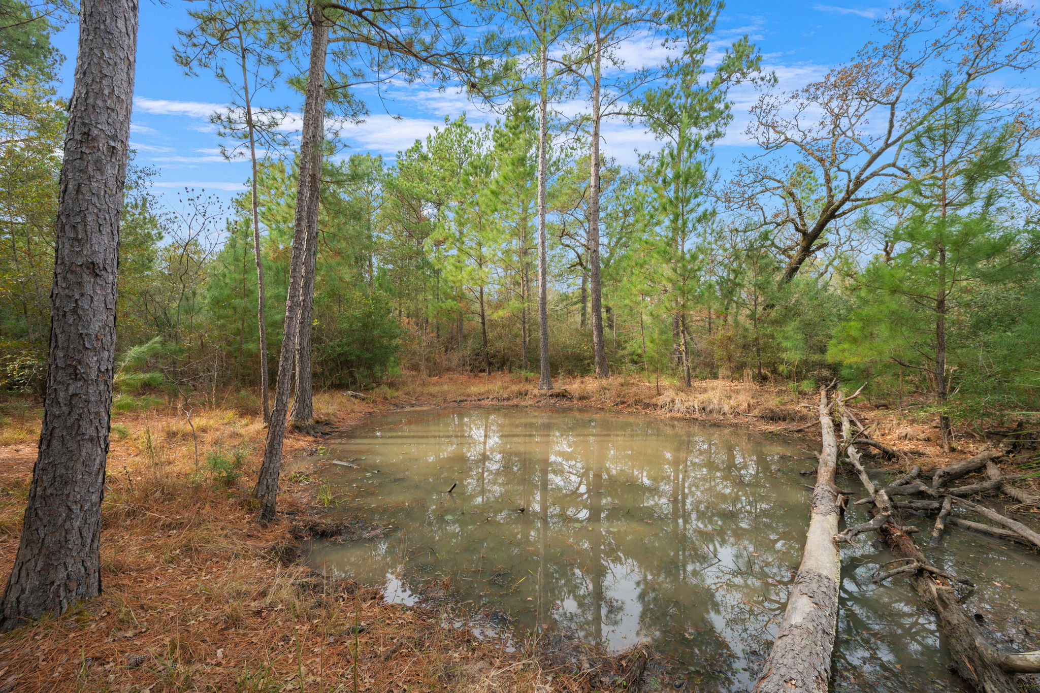 0 Dickey Loop Bedias, TX 77831 - Photo 22 of 40 a view of a forest with trees