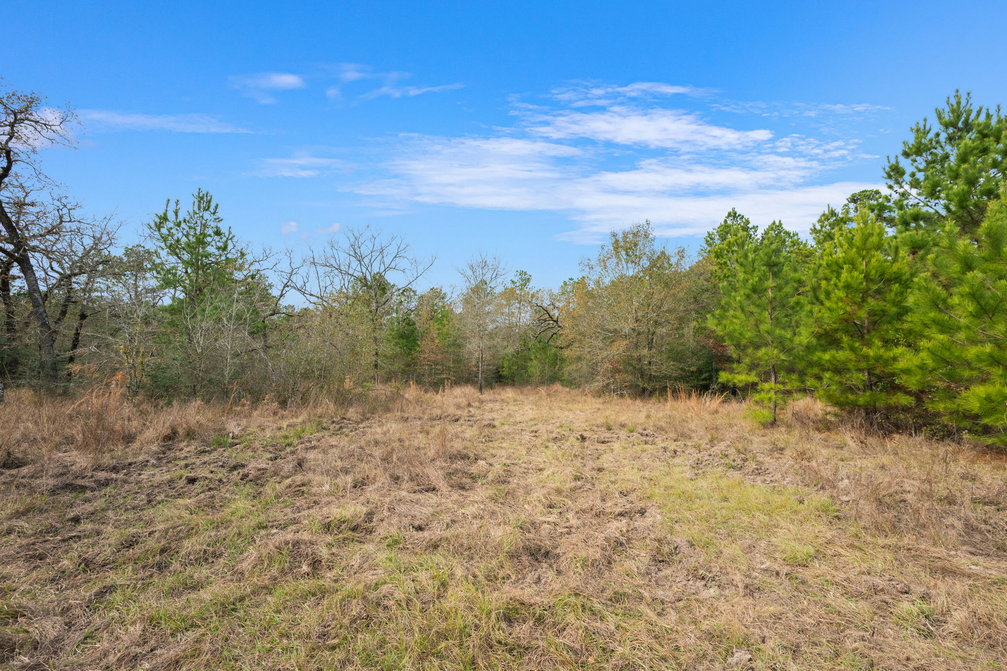 0 Dickey Loop Bedias, TX 77831 - Photo 23 of 40 a view of a dry yard with trees