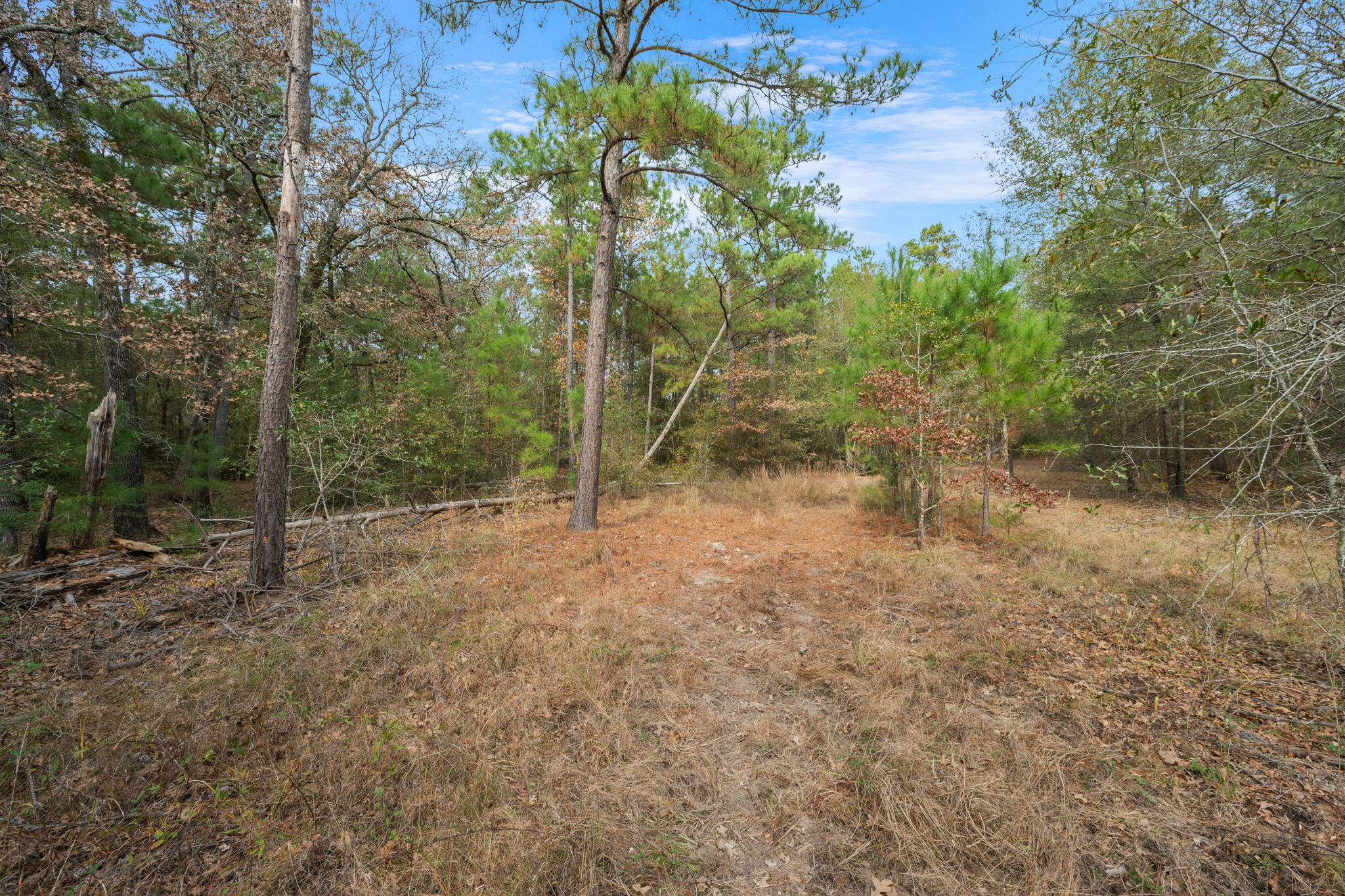 0 Dickey Loop Bedias, TX 77831 - Photo 24 of 40 a view of a forest with trees in the background