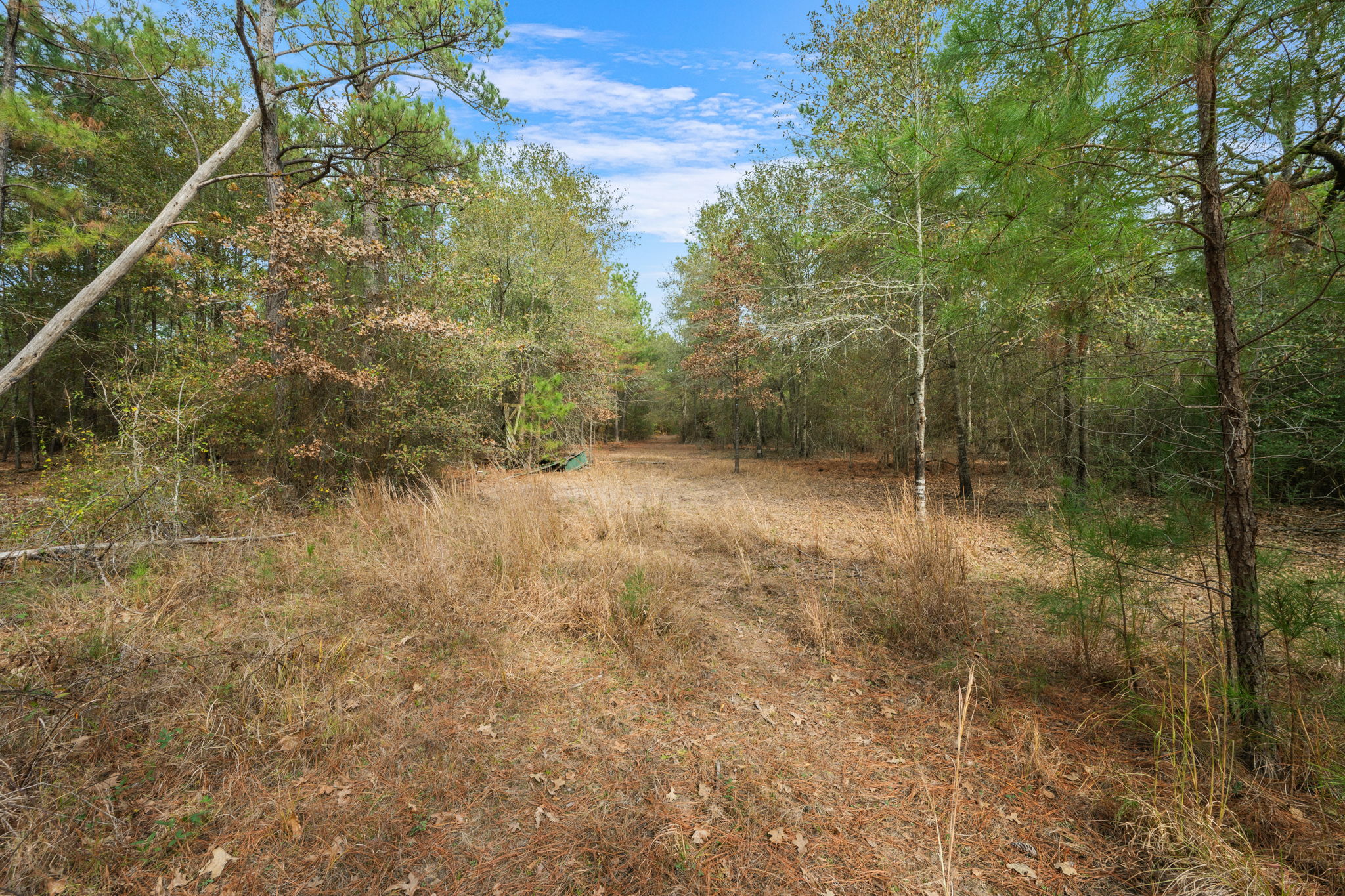 0 Dickey Loop Bedias, TX 77831 - Photo 25 of 40 a view of a forest with a tree