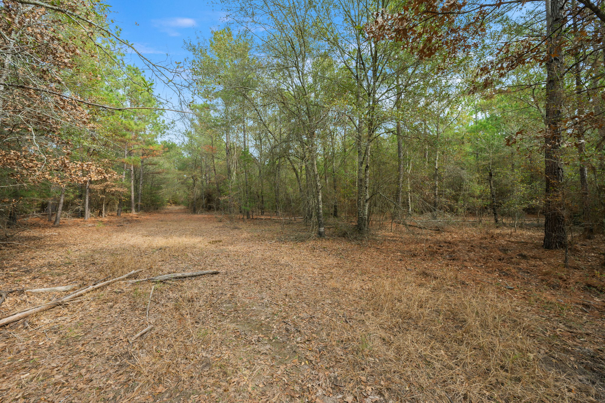 0 Dickey Loop Bedias, TX 77831 - Photo 26 of 40 a view of a forest with trees in the background