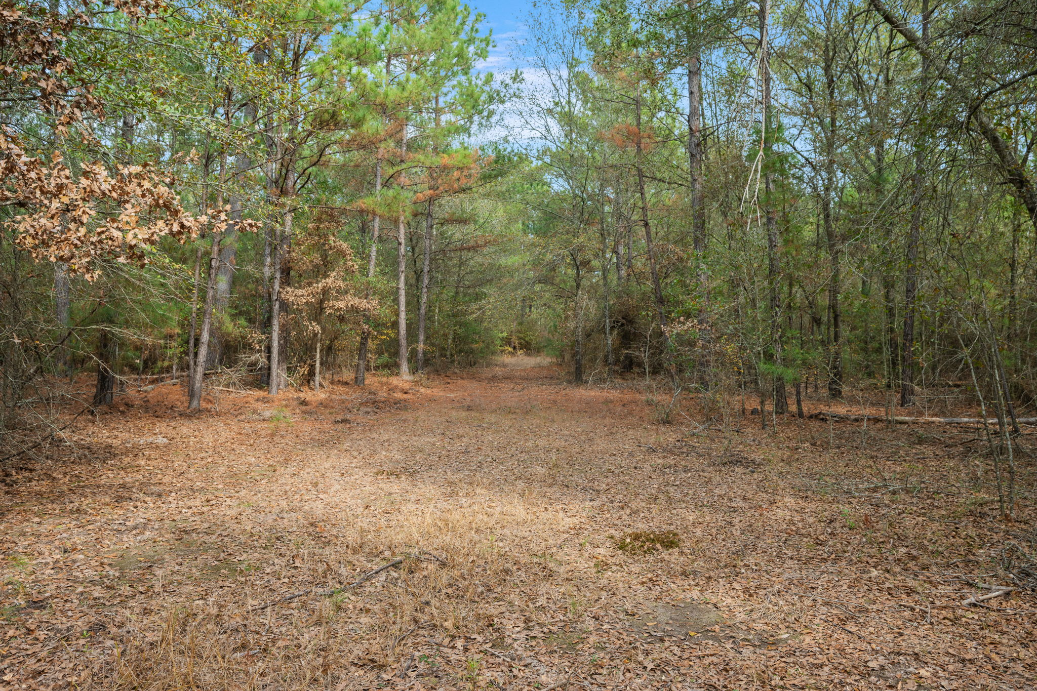 0 Dickey Loop Bedias, TX 77831 - Photo 27 of 40 a view of a forest with trees in the background