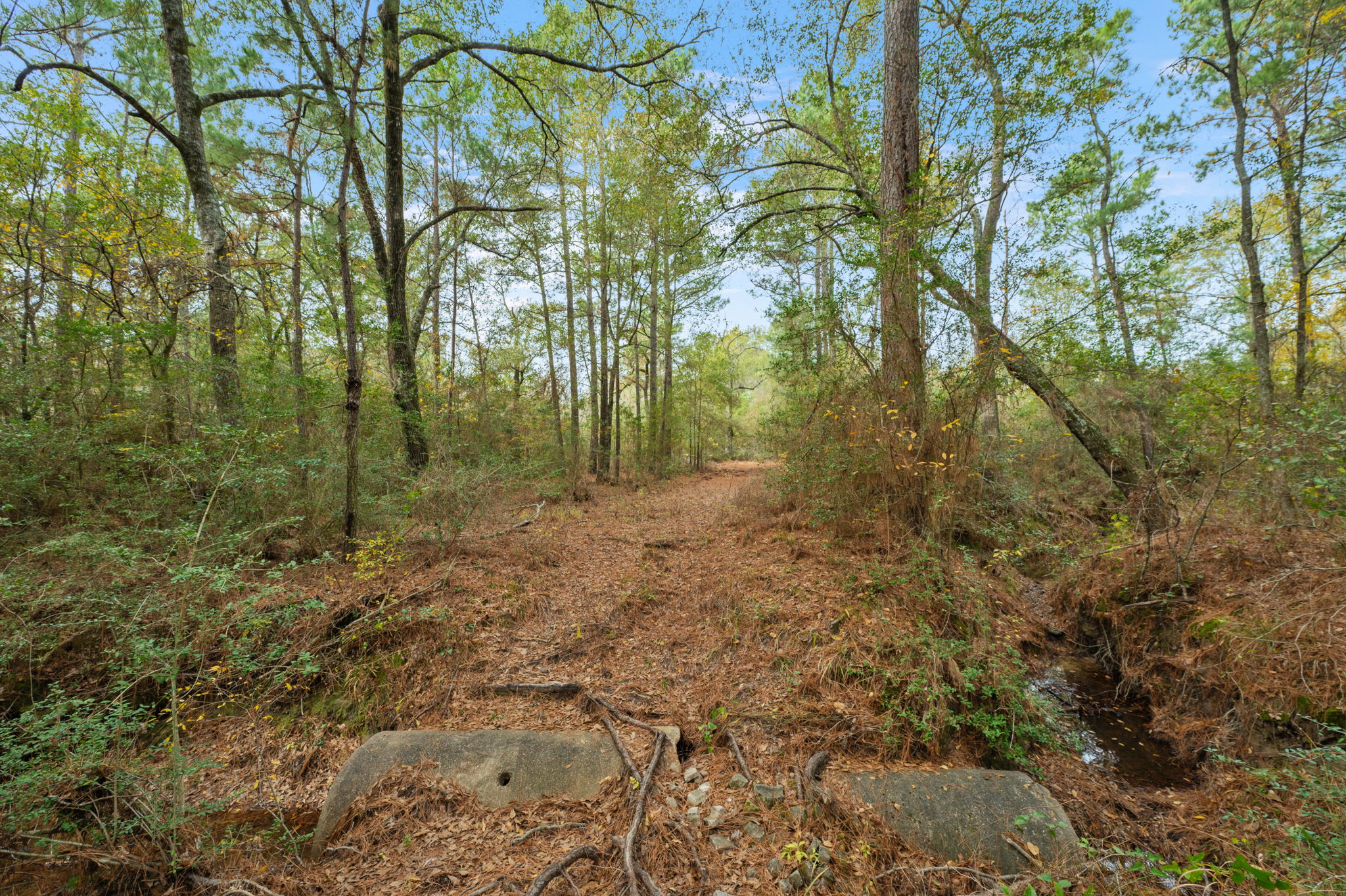 0 Dickey Loop Bedias, TX 77831 - Photo 29 of 40 a view of a forest with trees in the background