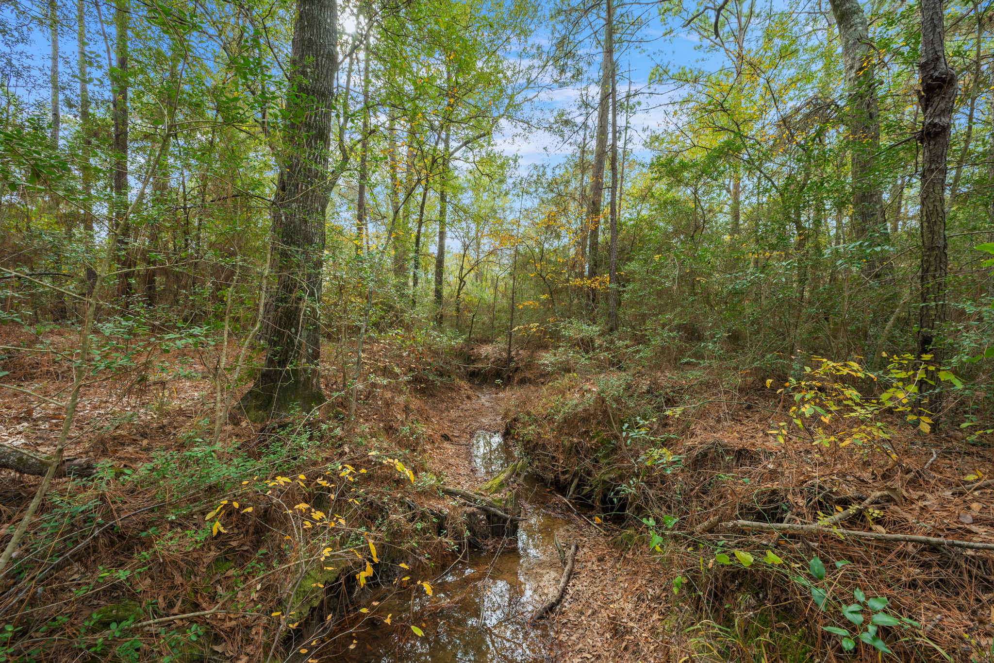 0 Dickey Loop Bedias, TX 77831 - Photo 31 of 40 a view of a forest with trees