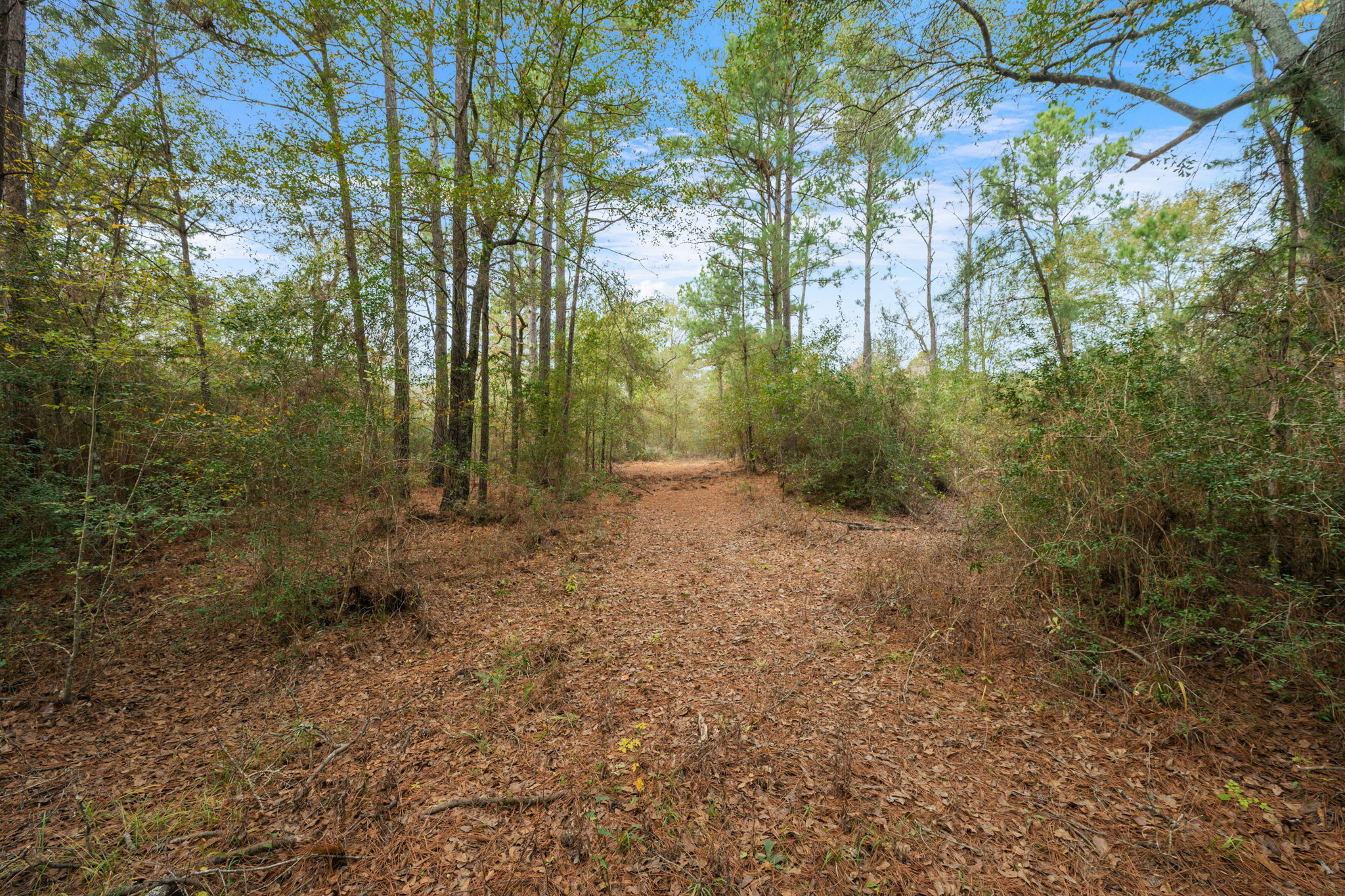 0 Dickey Loop Bedias, TX 77831 - Photo 32 of 40 a view of a forest with trees in the background