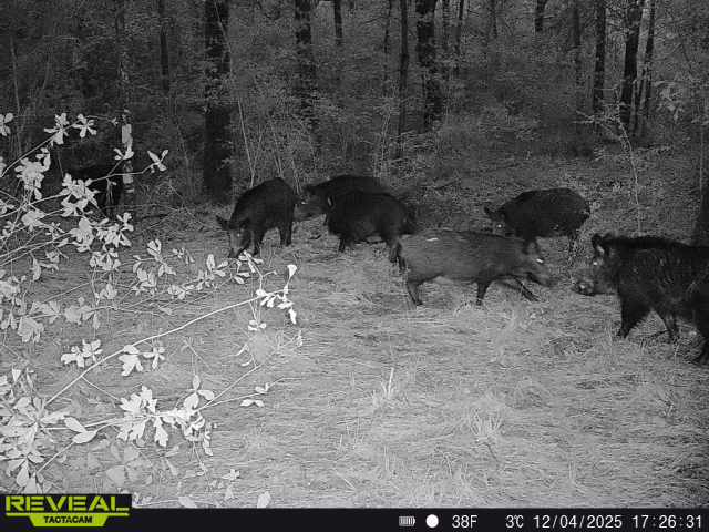 0 Dickey Loop Bedias, TX 77831 - Photo 38 of 40 a view of a fireplace with a tree