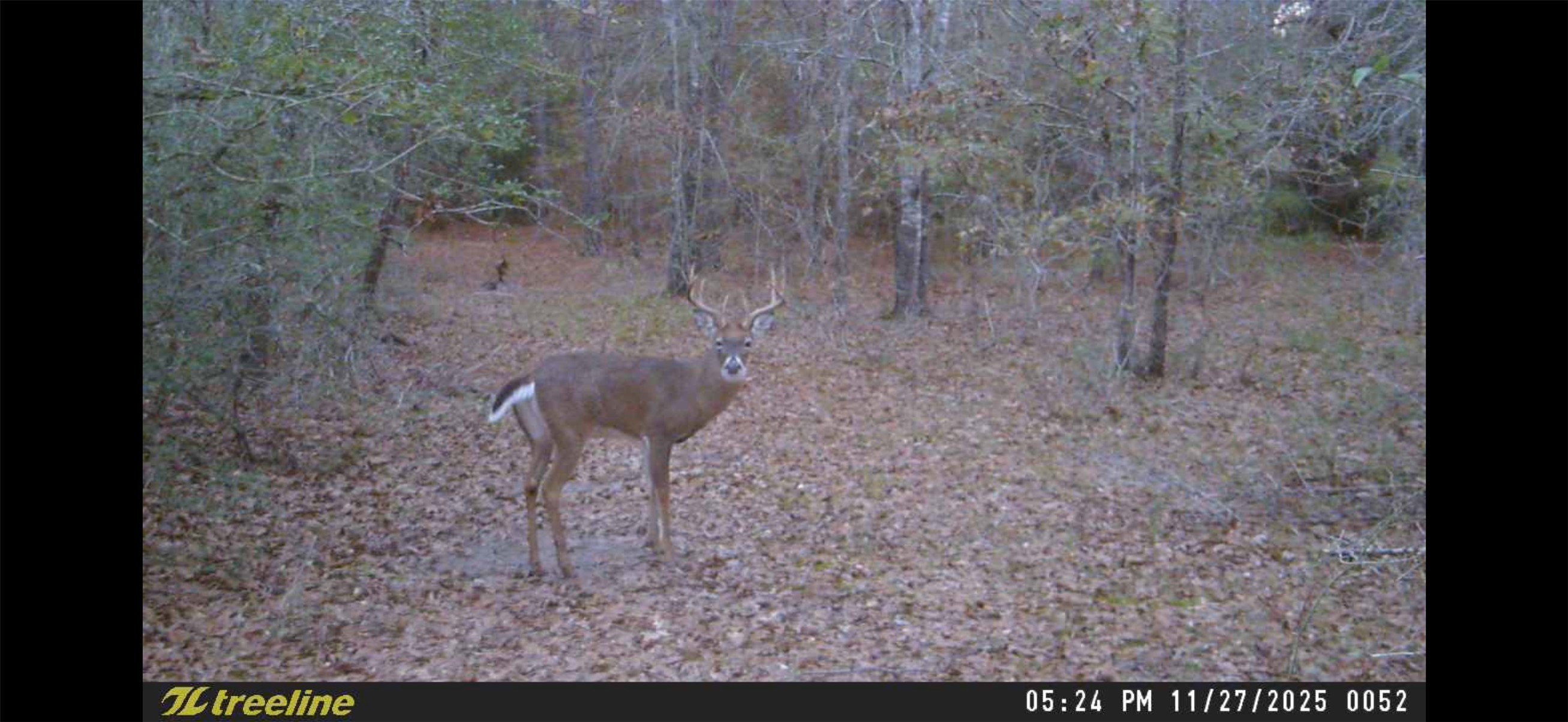 0 Dickey Loop Bedias, TX 77831 - Photo 40 of 40 a view of a yard