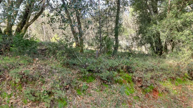 a view of a forest with lots of trees