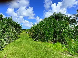 2950 South Brocksmith Road Fort Pierce, FL 34945 - Photo 15 of 45 Brocksmith Road26