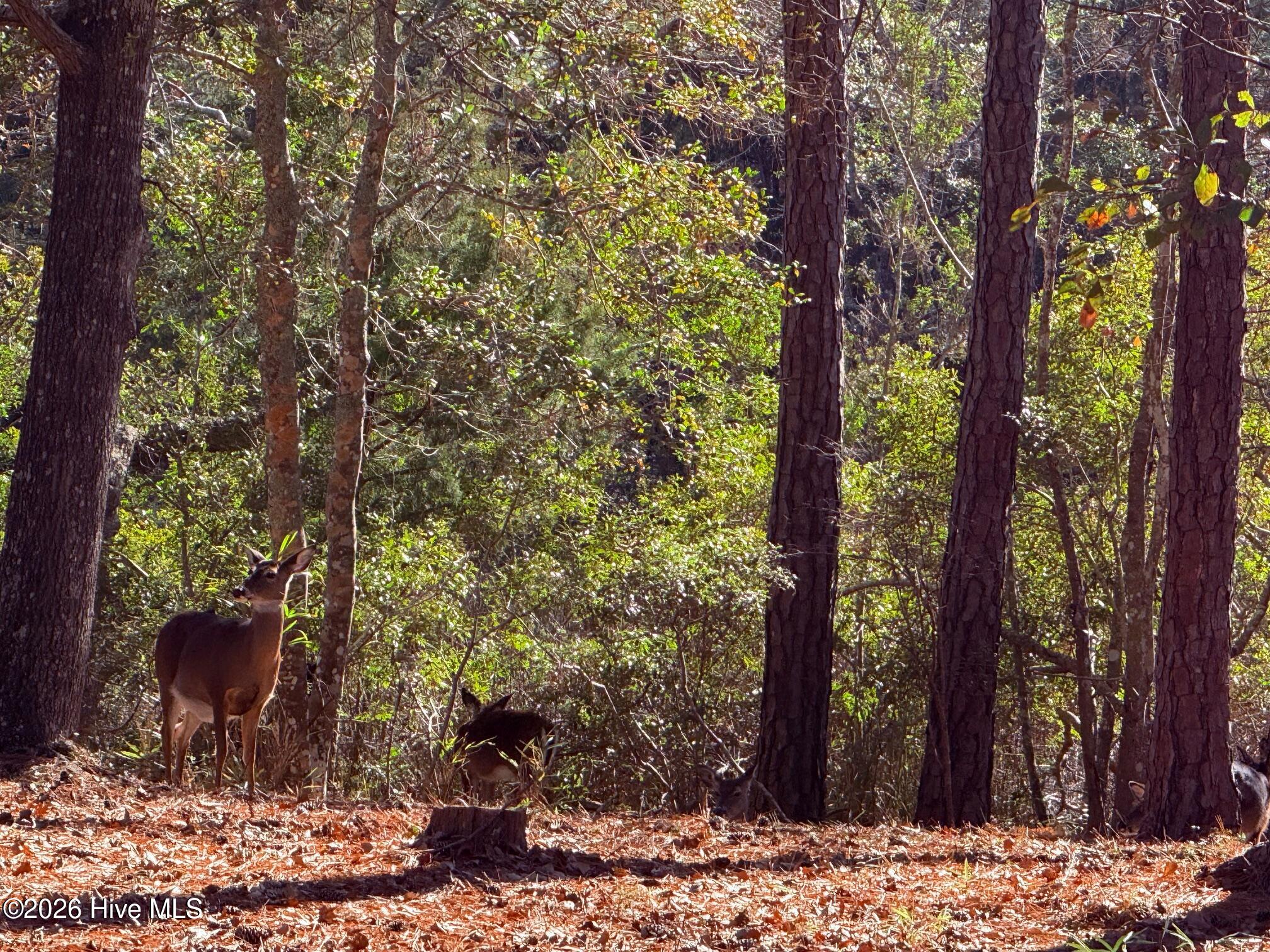274 Genoe's Point Road Southwest Supply, NC 28462 - Photo 11 of 27 Deer Roaming Lot