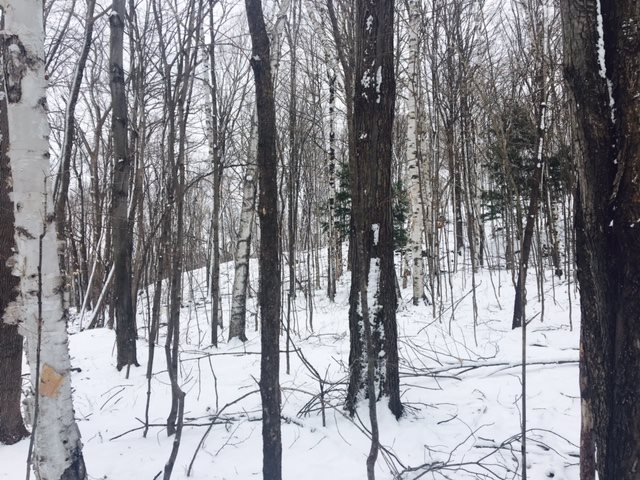0 Old Road, Unit 11 Westford, VT 05494 - Photo 22 of 32 Gallery Image 22