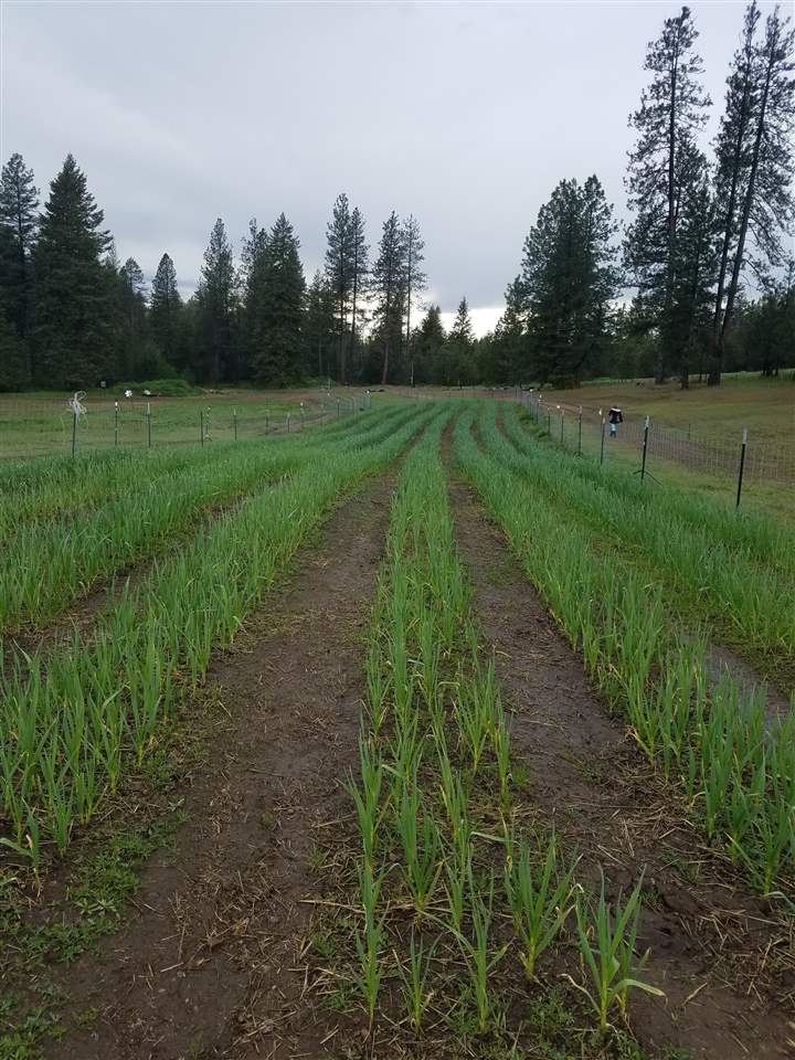 30115 North Milan Road Chattaroy, WA 99003 - Photo 30 of 35