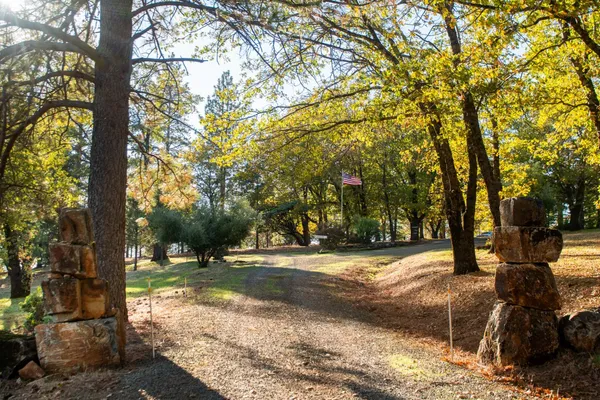 a view of a yard with plants and trees