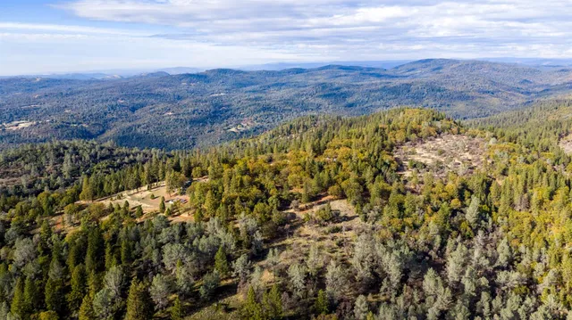 a view of a yard with large trees